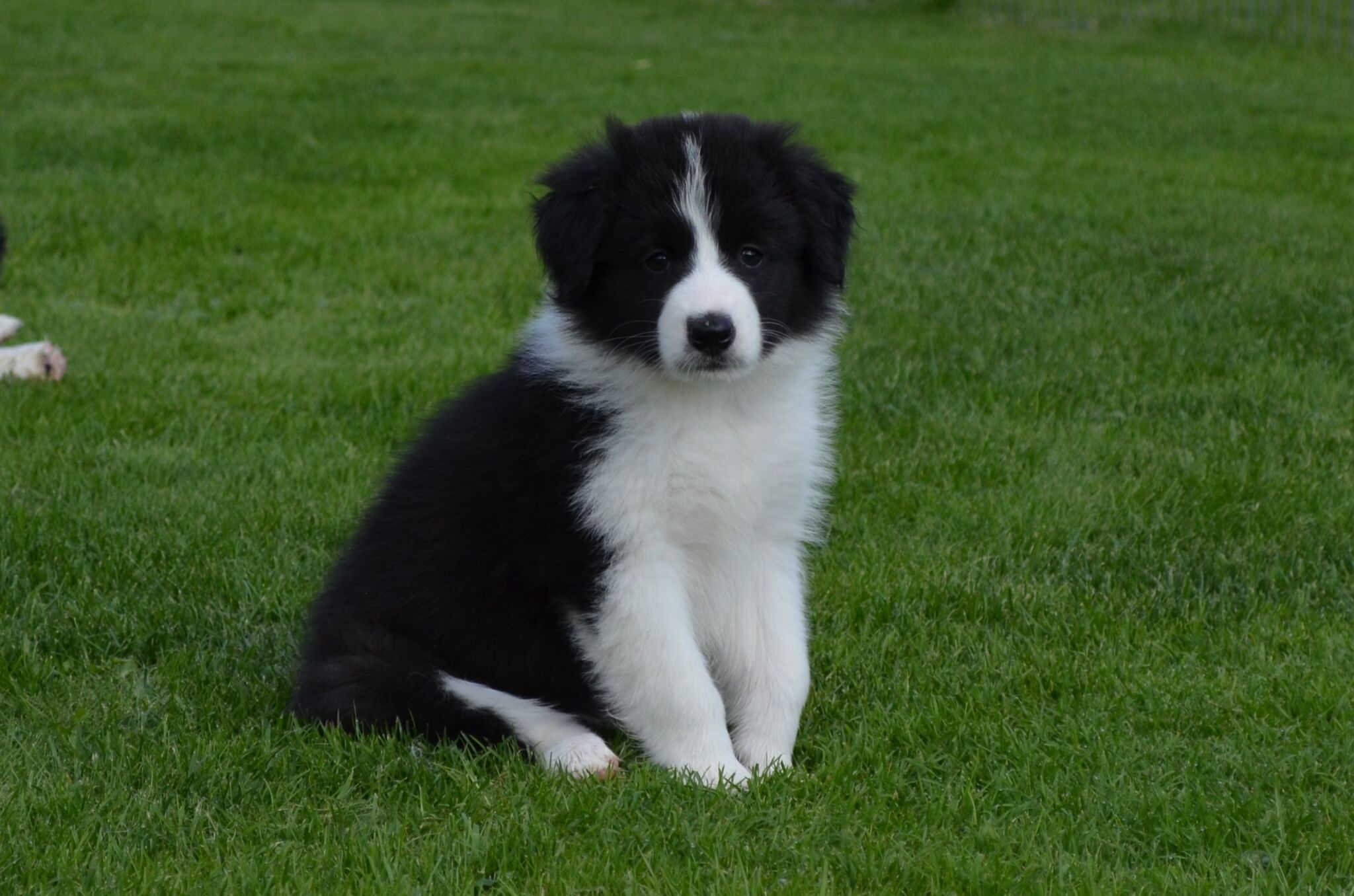 DSC_0264 21695039749.jpg